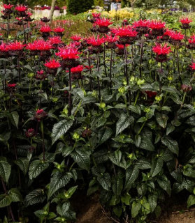 Monarda didyma 'Superwings Red'